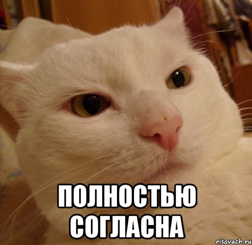  полностью согласна, Мем Дерзкий котэ