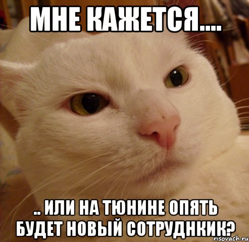 Мне кажется.... .. или на ТюнИне опять будет новый сотруднкик?, Мем Дерзкий котэ