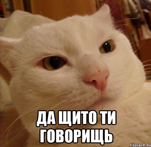  Да щито ти говорищь, Мем Дерзкий котэ