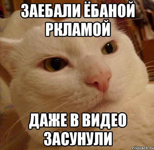 заебали ёбаной ркламой даже в видео засунули, Мем Дерзкий котэ