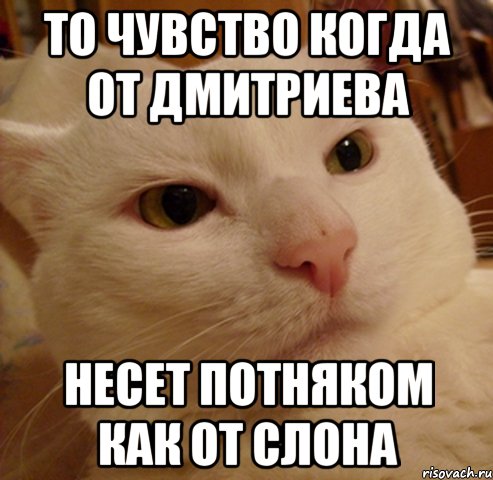 То чувство когда от дмитриева Несет потняком как от слона, Мем Дерзкий котэ