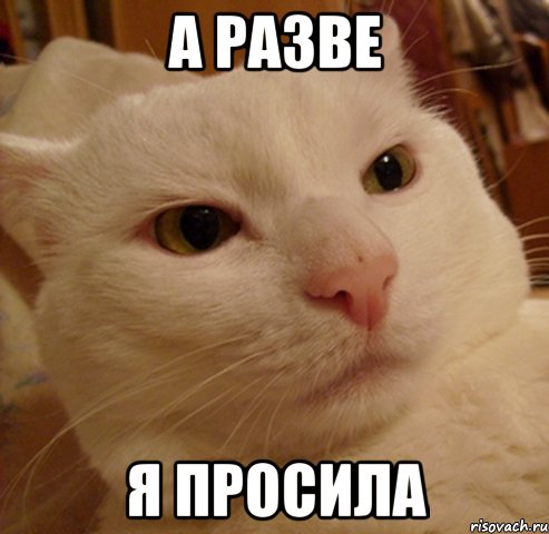 А разве я просила, Мем Дерзкий котэ