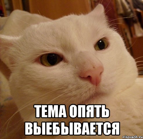  тема опять выебывается, Мем Дерзкий котэ