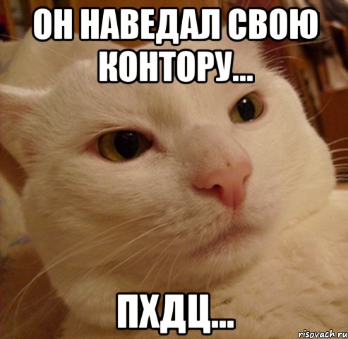 Он наведал свою контору... пхдц..., Мем Дерзкий котэ
