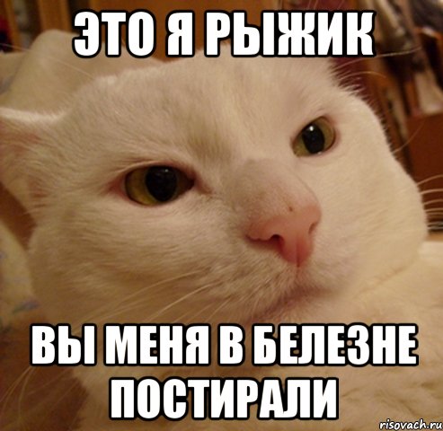 Это я рыжик Вы меня в белезне постирали, Мем Дерзкий котэ