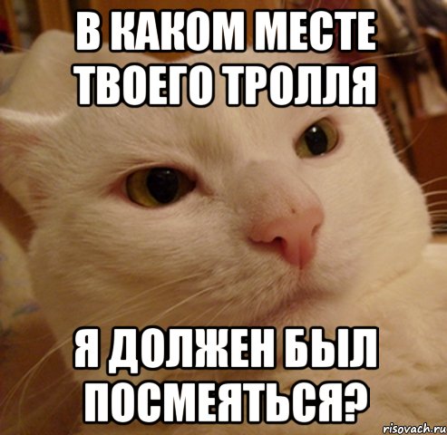 в каком месте твоего тролля я должен был посмеяться?, Мем Дерзкий котэ