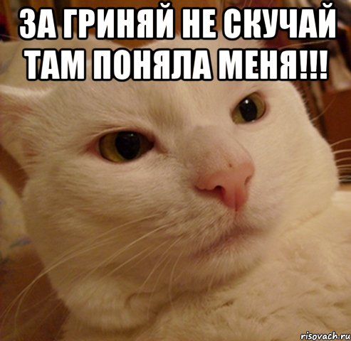 ЗА ГРИНЯЙ НЕ СКУЧАЙ ТАМ ПОНЯЛА МЕНЯ!!! , Мем Дерзкий котэ