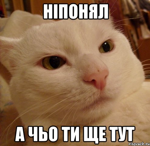 ніпонял а чьо ти ще тут, Мем Дерзкий котэ