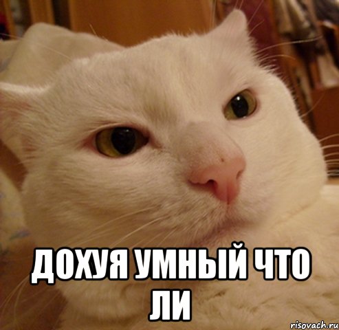  дохуя умный что ли, Мем Дерзкий котэ