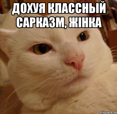 дохуя классный сарказм, Жiнка , Мем Дерзкий котэ