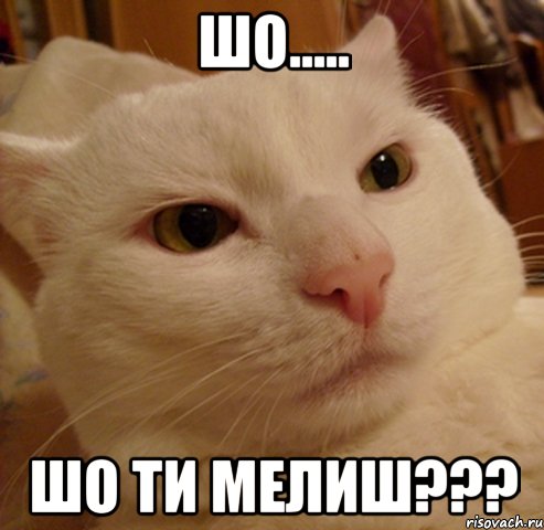 ШО..... шо ти МЕЛИШ???, Мем Дерзкий котэ