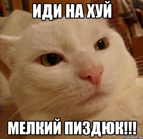 ИДИ НА ХУЙ МЕЛКИЙ ПИЗДЮК!!!, Мем Дерзкий котэ