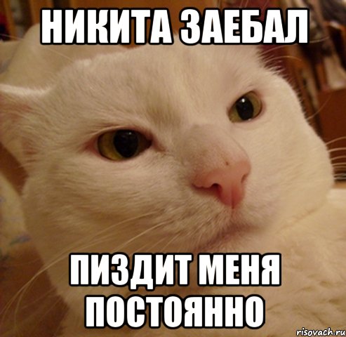 Никита заебал пиздит меня постоянно, Мем Дерзкий котэ