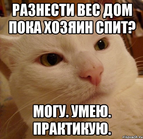 разнести вес дом пока хозяин спит? могу. умею. практикую., Мем Дерзкий котэ