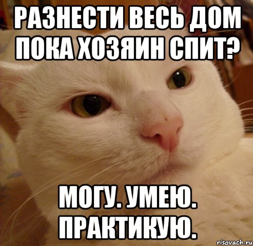 разнести весь дом пока хозяин спит? могу. умею. практикую., Мем Дерзкий котэ