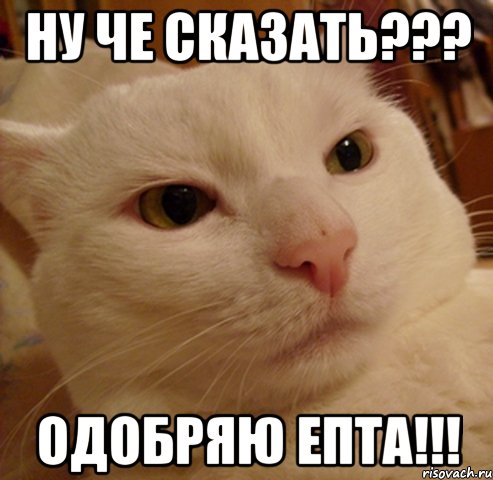 НУ ЧЕ СКАЗАТЬ??? ОДОБРЯЮ ЕПТА!!!, Мем Дерзкий котэ