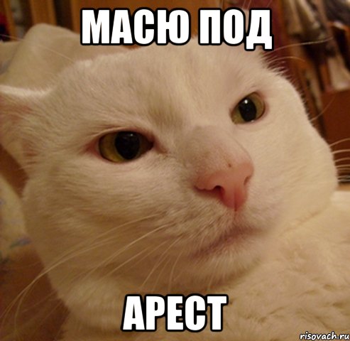 масю под арест, Мем Дерзкий котэ