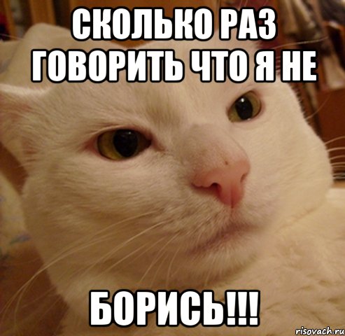 Сколько раз говорить что я не Борись!!!, Мем Дерзкий котэ