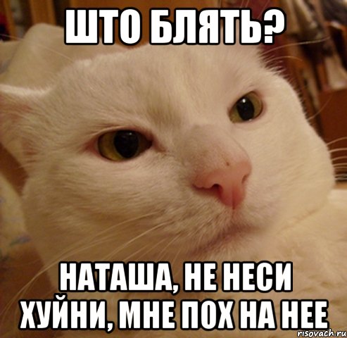 Што блять? Наташа, не неси хуйни, мне пох на нее, Мем Дерзкий котэ