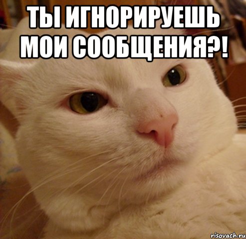 ты игнорируешь мои сообщения?! , Мем Дерзкий котэ
