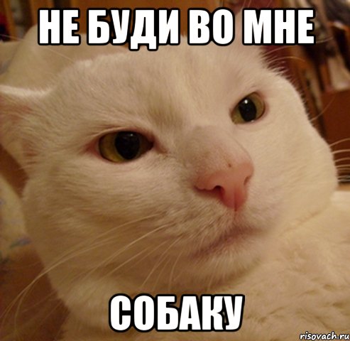 Не буди во мне собаку