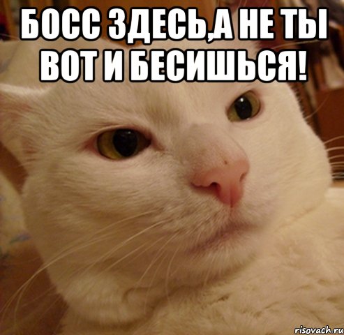 Босс здесь,а не ты вот и бесишься! 