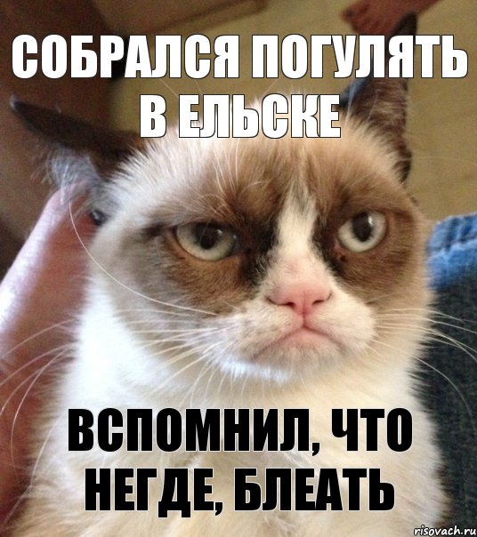 собрался погулять в ельске вспомнил, что негде, блеать, Мем Грустный (сварливый) кот