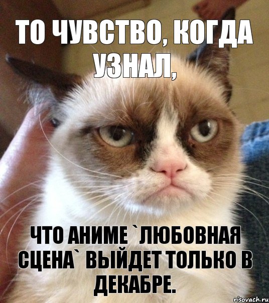 То чувство, когда узнал, что аниме `Любовная Сцена` выйдет только в декабре., Мем Грустный (сварливый) кот