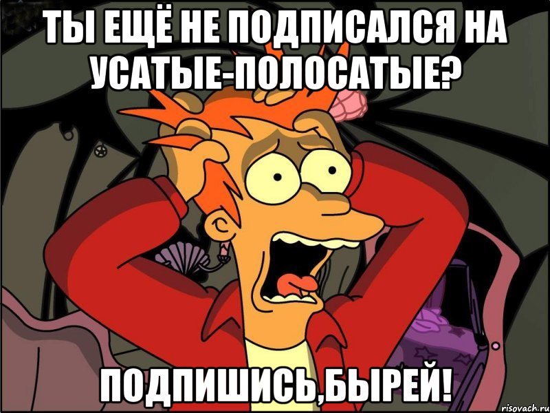 Ты ещё не подписался на Усатые-Полосатые? Подпишись,бырей!, Мем Фрай в панике