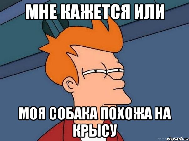 мне кажется или моя собака похожа на крысу, Мем  Фрай (мне кажется или)