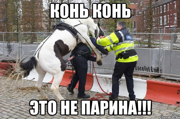 конь конь это не парина!!!, Мем grgr