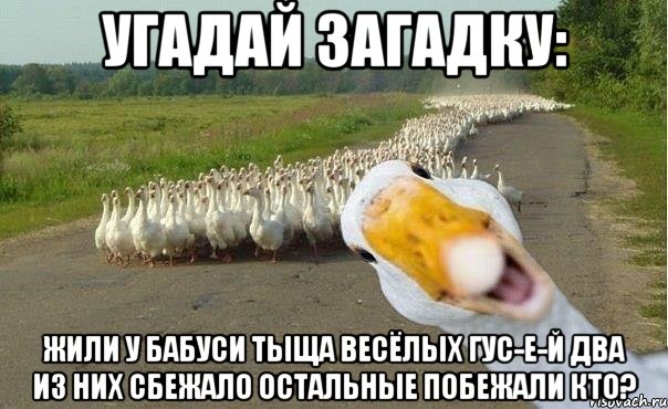 угадай загадку: жили у бабуси тыща весёлых гус-е-й два из них сбежало остальные побежали Кто?, Мем гуси