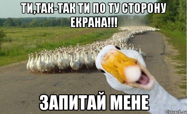 ти,так-так ти по ту сторону екрана!!! Запитай мене, Мем гуси