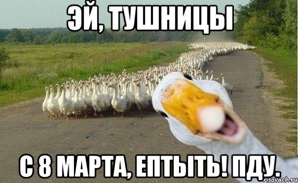 Эй, тушницы С 8 марта, ептыть! ПДУ., Мем гуси