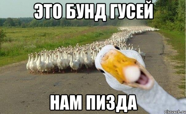 это бунд гусей нам пизда, Мем гуси