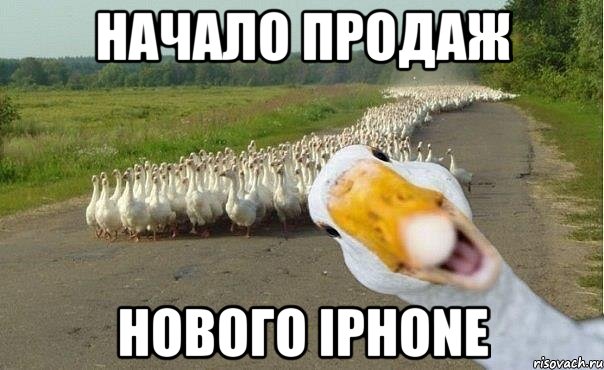 начало продаж нового iPhone, Мем гуси