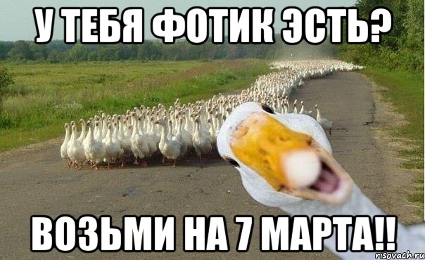 У тебя фотик эсть? Возьми на 7 марта!!, Мем гуси