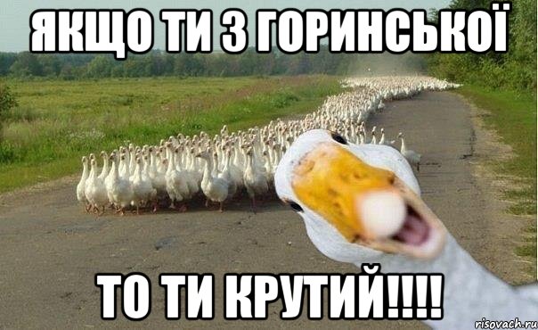 якщо ти з Горинської то ти крутий!!!!, Мем гуси