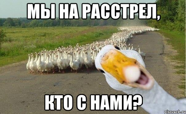 мы на расстрел, кто с нами?, Мем гуси