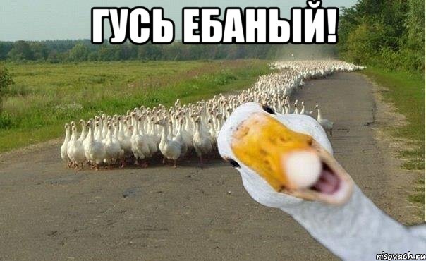 Гусь ебаный! , Мем гуси