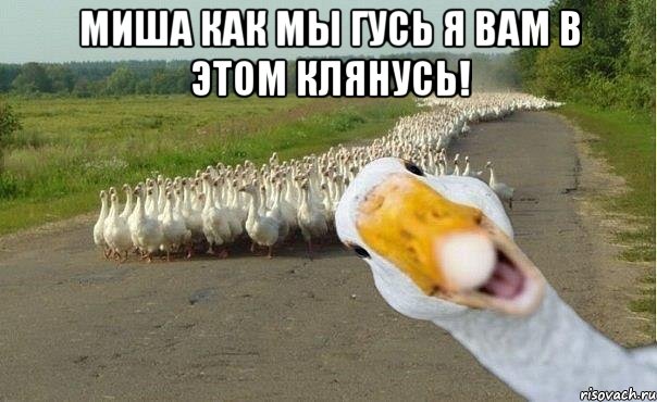 Миша как мы гусь я вам в этом клянусь! , Мем гуси