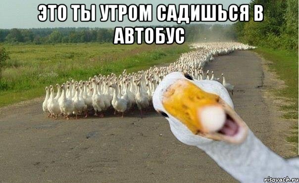 Это ты утром садишься в автобус , Мем гуси