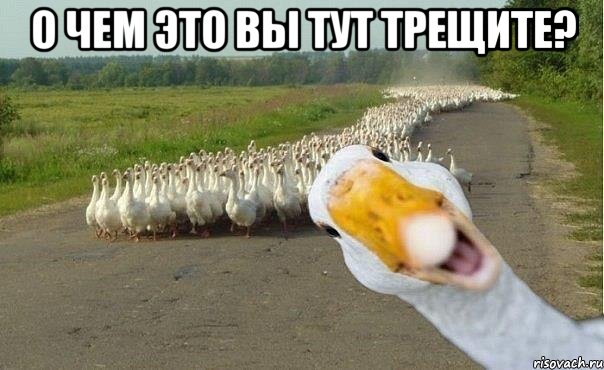 О чем это вы тут трещите? , Мем гуси