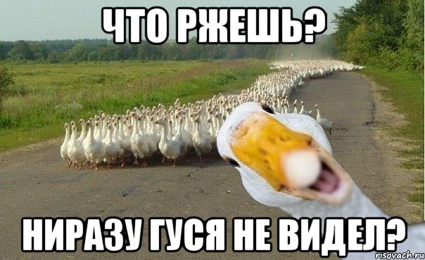 ЧТО РЖЕШЬ? НИРАЗУ ГУСЯ НЕ ВИДЕЛ?, Мем гуси