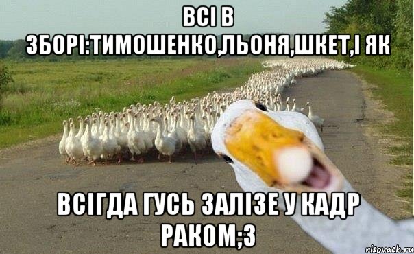 всі в зборі:тимошенко,льоня,шкет,і як всігда гусь залізе у кадр раком;3, Мем гуси