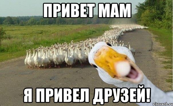 Привет мам Я привел друзей!, Мем гуси