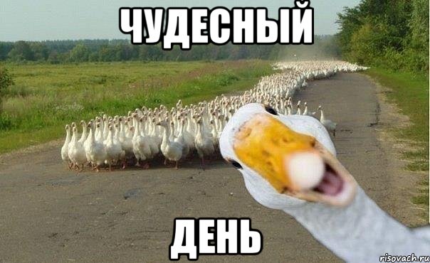 чудесный день, Мем гуси