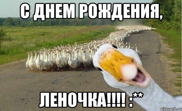 С ДНЕМ РОЖДЕНИЯ, ЛЕНОЧКА!!!! :**, Мем гуси