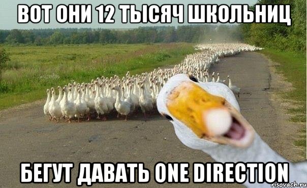 вот они 12 тысяч школьниц бегут давать One Direction, Мем гуси