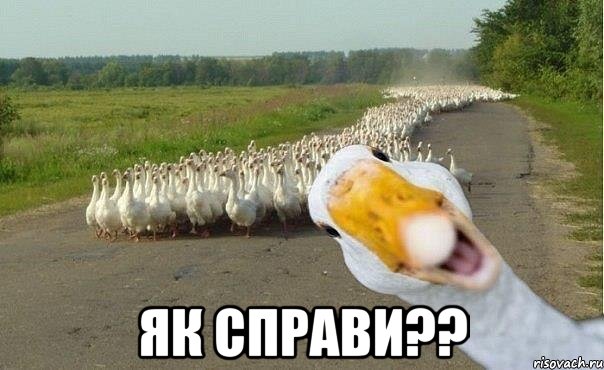  ЯК СПРАВИ??, Мем гуси